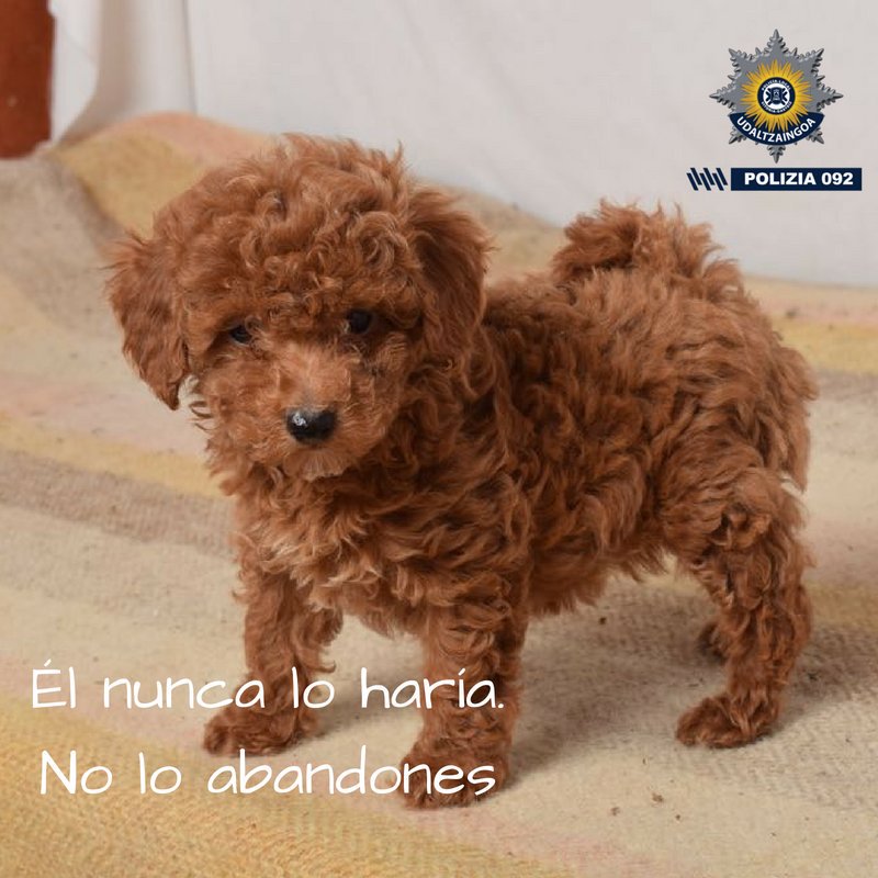 VG_Policia's tweet photo. Tu #Mascota es un@ más de la familia. Búscale refugio durante tus vacaciones de verano, pero no la abandones. 
Abandono=#Delito.

 Zeure #Maskota da familiako senide bat gehiago. Bilatu bera uzteko lekua #Uda19-ko oporretan, baina ez utzi bakarrik. 
Abandonua=#Delitua. https://t.co/RaHqoxSQF5