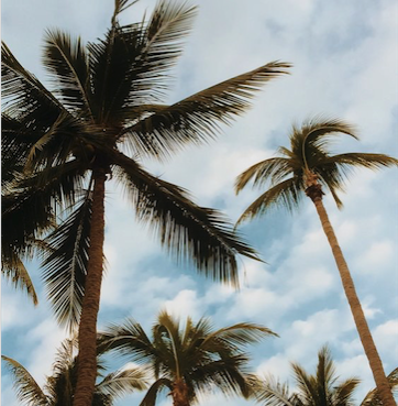 BalansUSA's tweet photo. Summer Views 🌴#BalansMiami https://t.co/YUYSXH6hRv