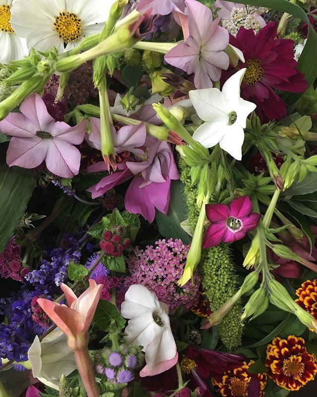bloomery's tweet photo. Bring on the summer mixed bouquets! 
#bloomerygrown  #localflowers #summerflowers https://t.co/MyZCh8AaYZ https://t.co/sBbucvIczF