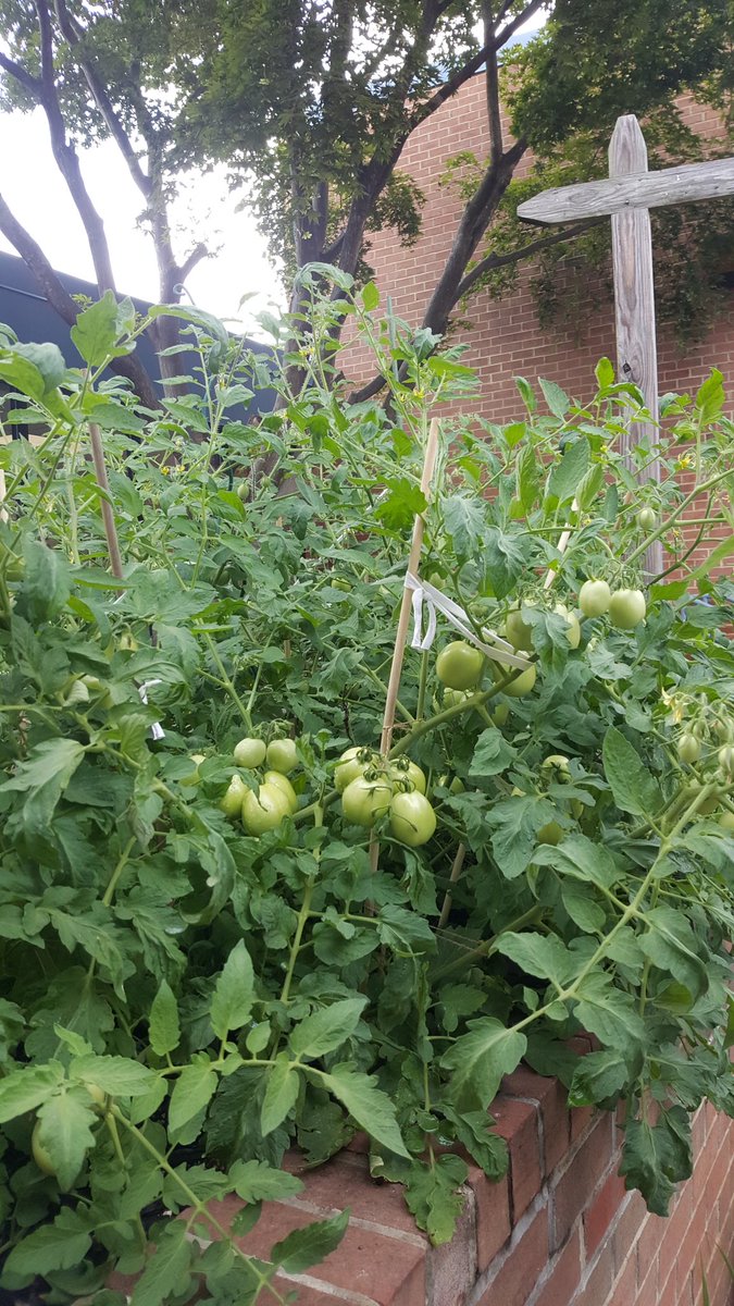TomatoGators's tweet photo. Look at all those tomatoes!!🍅🍅🍅🍅 https://t.co/M8aA03X0g7