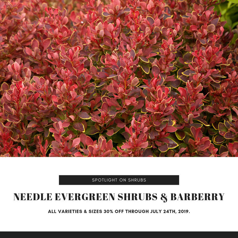 The Barn Nursery tweet media