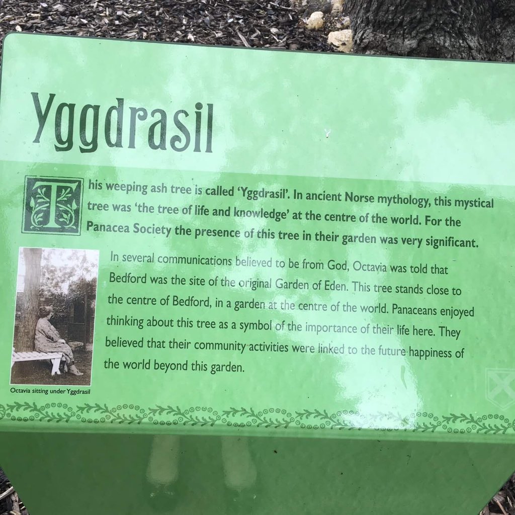 panaceamuseum's tweet photo. Yggdrasil, our 'Tree of Life and Knowledge' which stands in in the Museum Gardens. #yggrdrasil #norsemythology #panaceamuseum #museumgardens #weepingash https://t.co/VldD9OVZR0