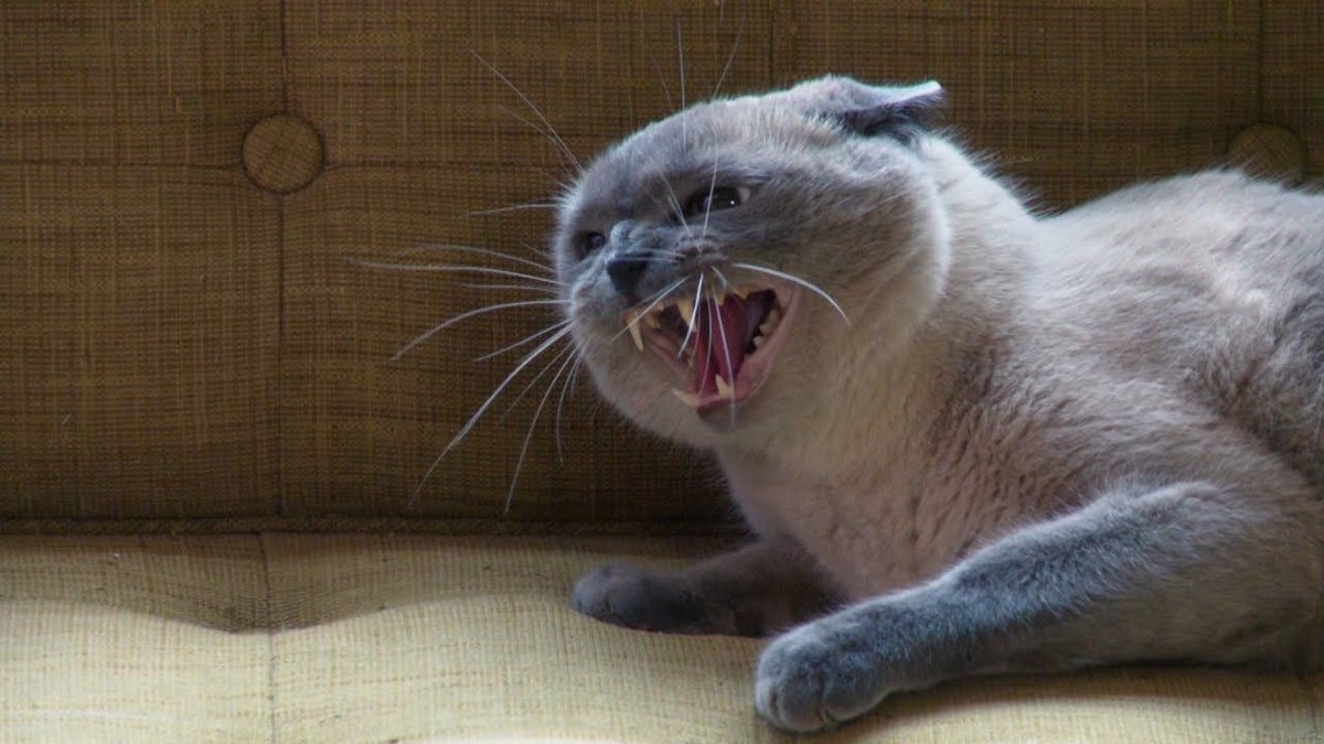 KittyLoons's tweet photo. If you've never discovered My Cat From Hell: https://t.co/jFzbe0DqxX

#cat #cats #funny #cute #catoftheday #catlovers #CatsOfTwitter #neko #gato #chat #katze #katten #chonk #MyCatFromHell https://t.co/lE308VBS07