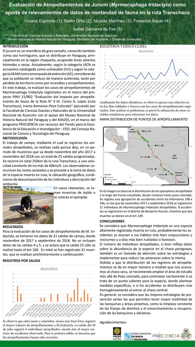 ATranschaco's tweet photo. Julio es el mes con más atropellamiento registrado de Jurumi (Myrmecophaga tridactyla) compartimos con ustedes un análisis presentado en el III Encuentro de investigadores de la Sociedad Científica del Paraguay, donde se ven los casos estudiados. #faunaatropellada #investigación https://t.co/JdPcP8h8aK