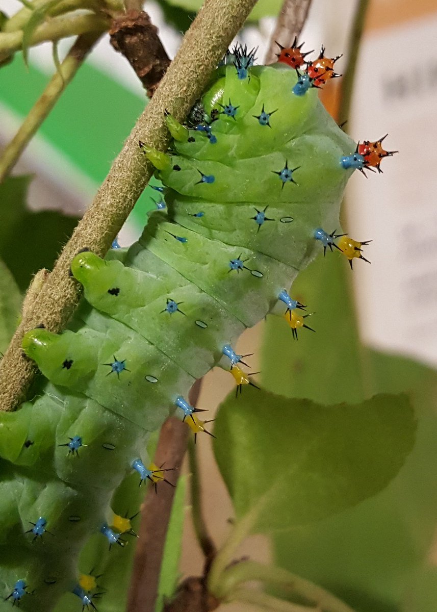 LadyNaturalist's tweet image. CHONKY BOI. LOOK HOW GORGEOUS. #absoluteunit #cecropiamoth