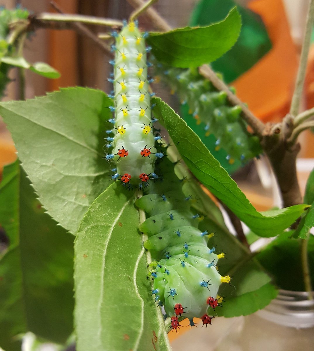 LadyNaturalist's tweet image. CHONKY BOI. LOOK HOW GORGEOUS. #absoluteunit #cecropiamoth