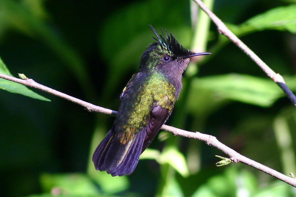The Antilliean Crested Hummingbird is native to Antigua and Barbuda. and eats up to half it's body mass daily to survive because of its high metabolism. (Photo Courtest of Charles J Sharp - Own work, from Sharp Photography, sharpphotography, CC BY 3.0, commons.wikimedia.org/w/index.php?cu…)