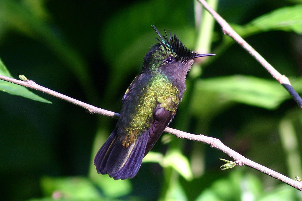 The Antilliean Crested Hummingbird is native to Antigua and Barbuda. and eats up to half it's body mass daily to survive because of its high metabolism.  (Photo Courtest of Charles J Sharp - Own work, from Sharp Photography, sharpphotography, CC BY 3.0, commons.wikimedia.org/w/index.php?cu…)