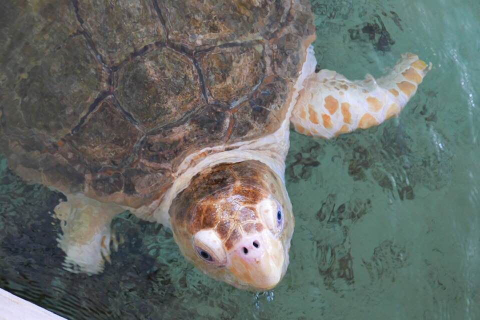 KidsAquarium's tweet photo. Pre-lunchtime vs. Lunchtime

MJ loves her watermelon! #turtlebuddy https://t.co/zP8c89Z6fA