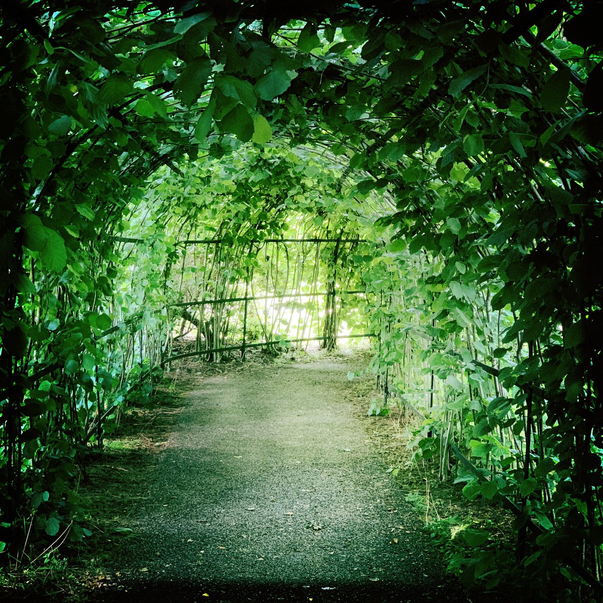 theAliceRoberts's tweet photo. I took the opportunity to explore this extremely green corner of our very green campus this afternoon: Winterbourne Gardens @winterbournehg. One of the reasons to visit @unibirmingham this summer - along with our museums and galleries: @LapworthMuseum @BarberInstitute https://t.co/oCgjlO0wxU