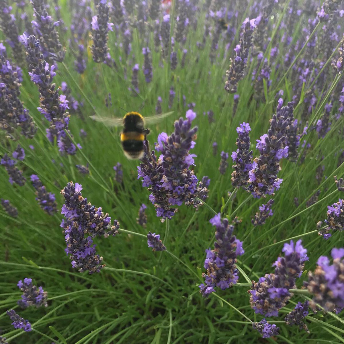Dyson4Tea's tweet photo. Stopped to smell the lavender then saw it’s FULL of bumblebees. Just gorgeous.
Then immediately spotted a £10 note on the ground nearby and no one else around. Even sweeter! Might go and treat myself to some honey now 🐝🐝🐝🍯
#ohbeehave https://t.co/lmK6zKip33