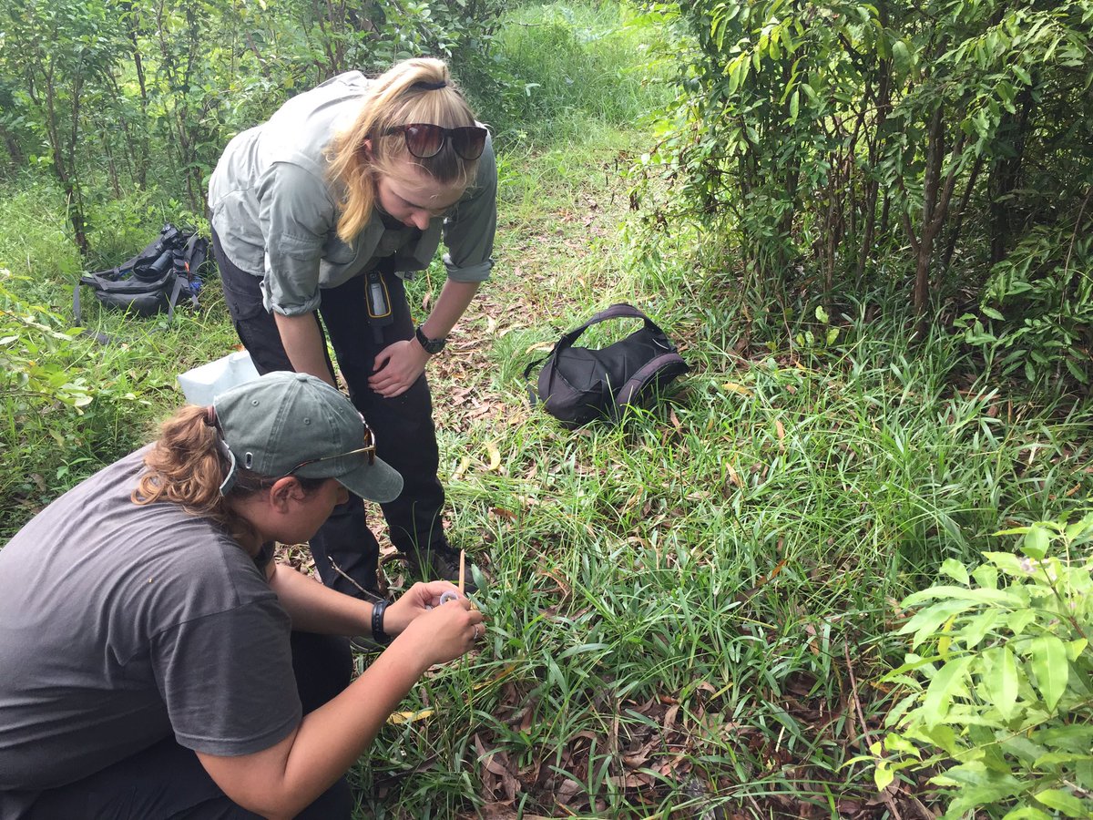 ZanzRedColobus's tweet photo. And team Sykes get their first poop sample in the bag! https://t.co/hRmQrImTOQ