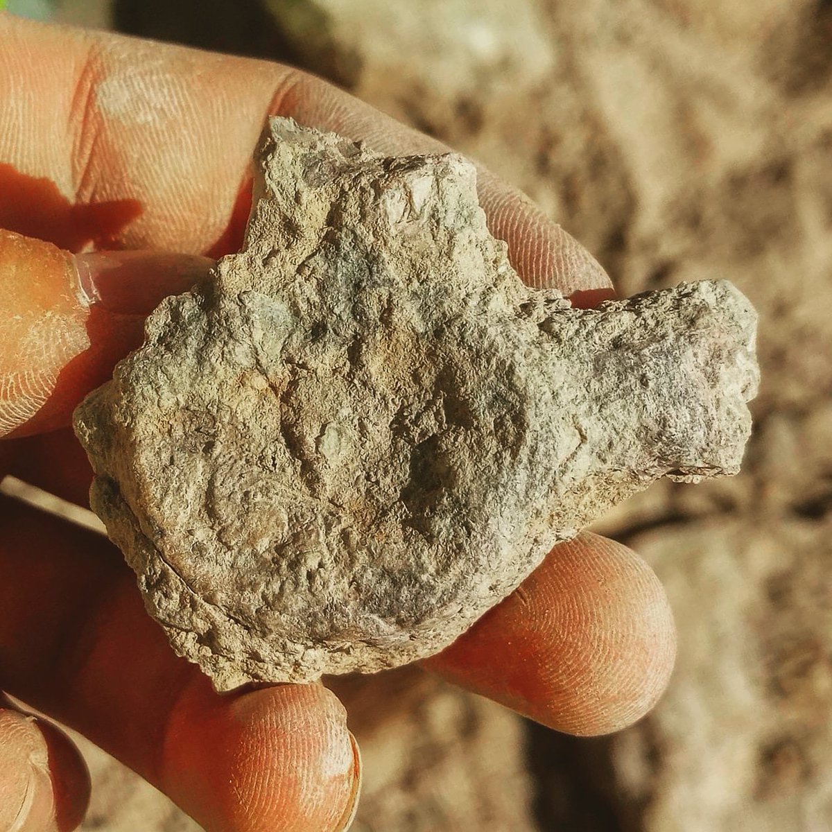 FranceDino's tweet photo. #Vertèbre caudale #fossile du #nodosaure #ankylosaure #Struthiosaurus languedocensis 😍😍😍 trop belle pièce du #Campanien inférieur de #Villeveyrac (@palevoprim / #Palaios / Univ. #Poitiers) Travail Xavier Valentin https://t.co/2fqRI6s0cy