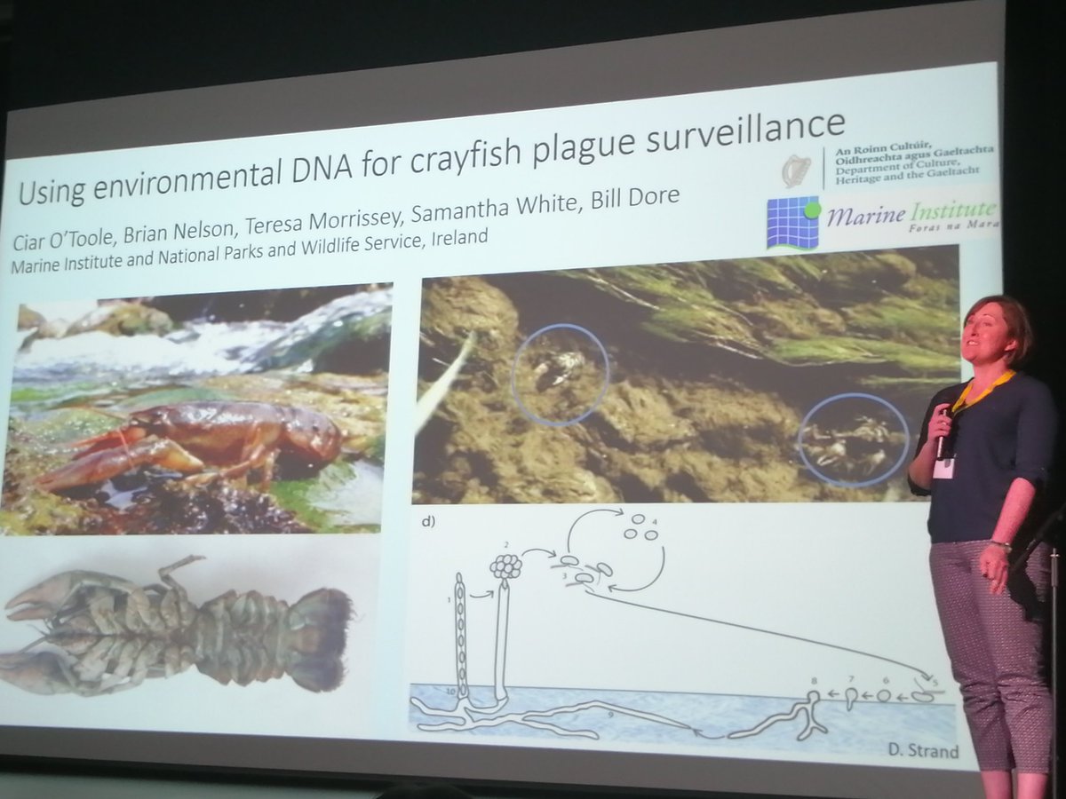 cbenvenuto73's tweet photo. Monitoring crayfish plague in Ireland.. Oh no, the last safe area for the white clawed crayfish. Thanks Ciar O'Toole #FSBI2019 https://t.co/VWoUssRN7q