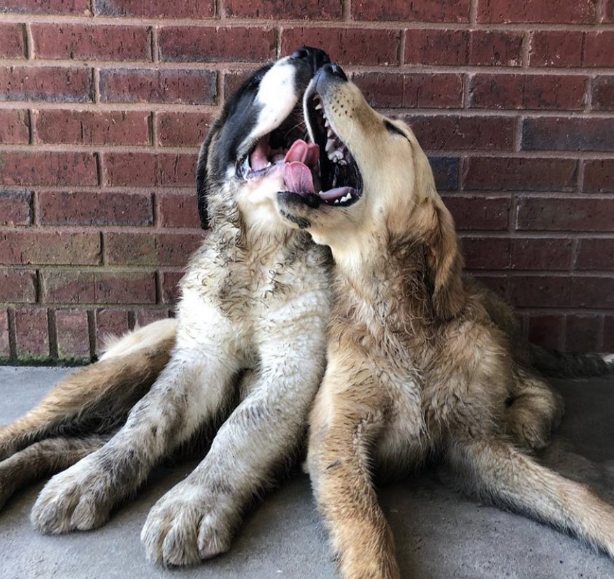 WeRateDogs tweet media