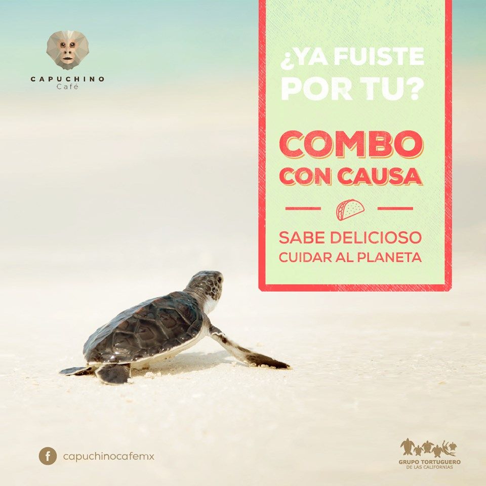 g_tortuguero_ca's tweet photo. Quieres apoyar la conservación de tortugas marinas y comer delicioso? Todo el mes del Julio al @Capuchinocafemx puedes pedir un #ComboConCausa y apoyar nuestros proyectos!
#ComidaConCausa #Vegetariano #Vegano #TortugasMarinas #BCS #LaPaz https://t.co/Eo3AeSQNHe