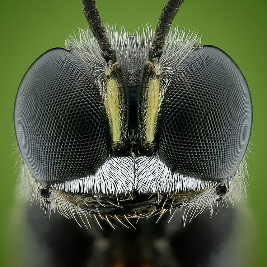 BoliOptics's tweet photo. "Ectemnius cephalotes
ISO 250 - f4-1 / 125 90 photos stacked
Laowa 25 m."
https://t.co/voludQW5EE
#microscope #microscopy #bolioptic #ectemius #cephalotes https://t.co/hdAIKmO8A1