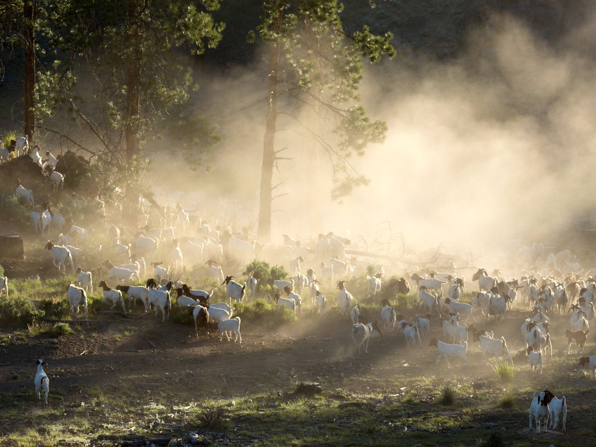 GoatCaddies's tweet photo. Did you know that there are approximately 450 million goats around the world!? Make sure to visit your favorites at @SilviesRetreat. Book Today! https://t.co/LABeZGzetG