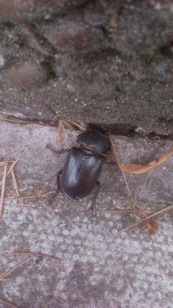 EccentricJam's tweet photo. I'm guessing a lot of people my age (30 under) wouldn't be excited to see a Stag Beetle. But boy was I, I just wish I could get a better photo. First sight of one alive for over 5 years at least.
She's a beaut!
#Nature
#Rarenature
@KentWildlife https://t.co/q0iiOiA5k7