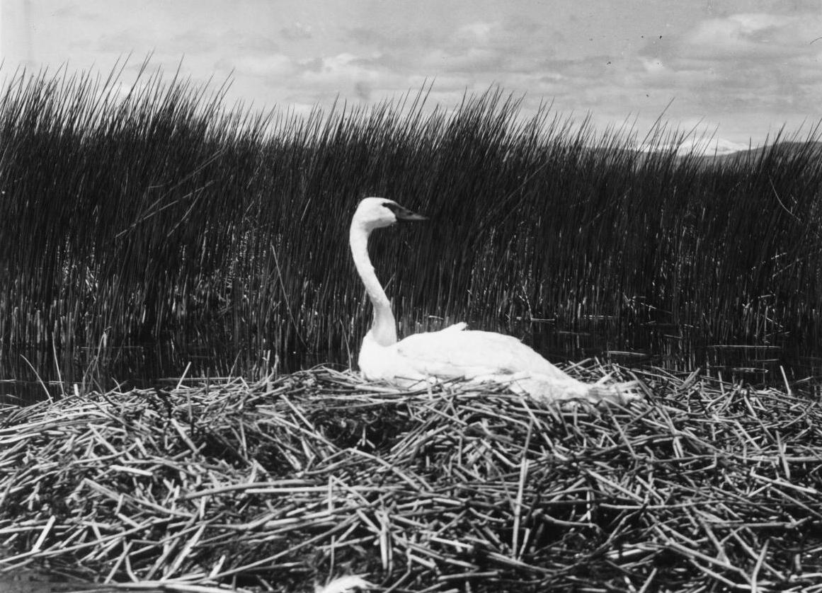 UofUHumanities's tweet photo. #TBT to these early photos of Centennial Valley, home to the @TaftNicholson Center. Did you know the center is located within the boundaries of the Red Rock Lakes National Wildlife Refuge that is home to many bird species? #UofU #UofUHumanities #TaftNicholsonCenter https://t.co/C9EvqIGuKA