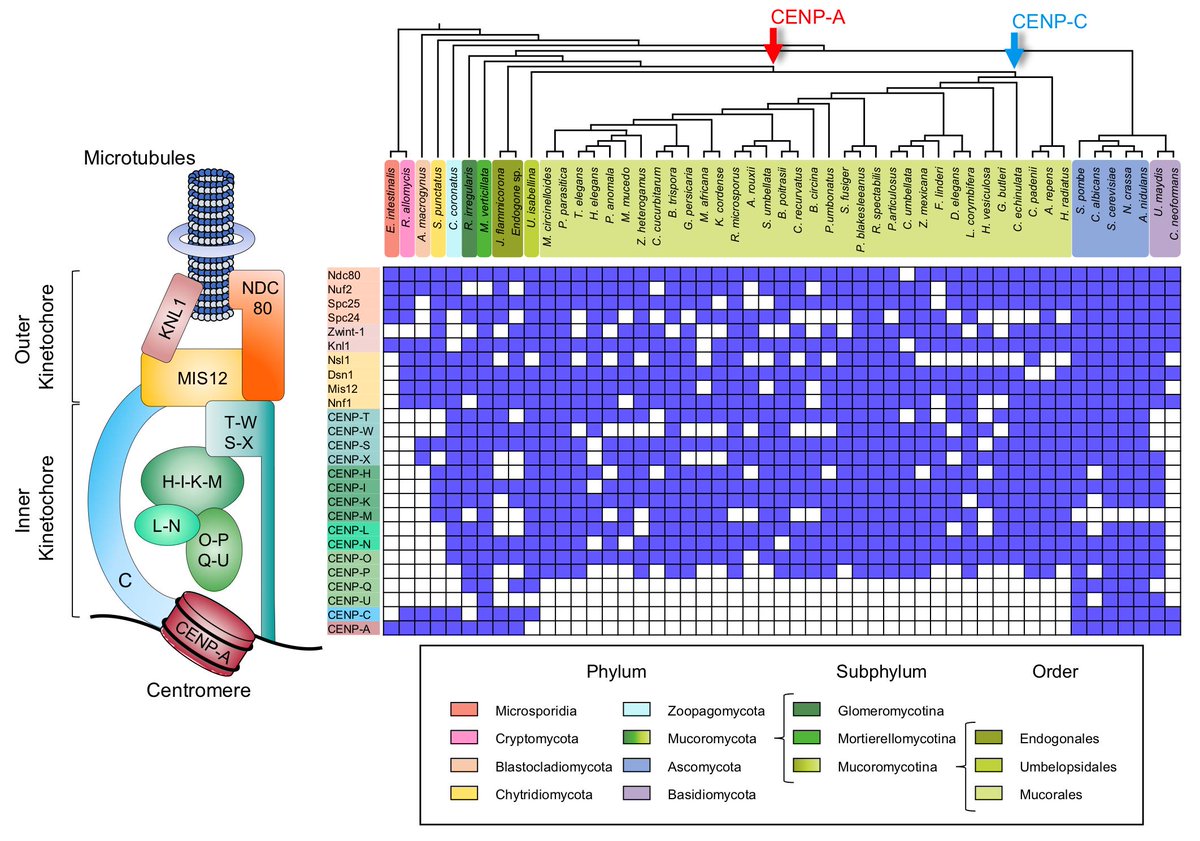 Heitman Lab At Duke New Preprint Early Diverging Fungus Mucor Circinelloides Lacks Centromeric Histone Cenp A And Displays A Mosaic Of Point And Regional Centromeres T Co T2bfnjuguu Congratulations Maribelnm And Carlos Parq