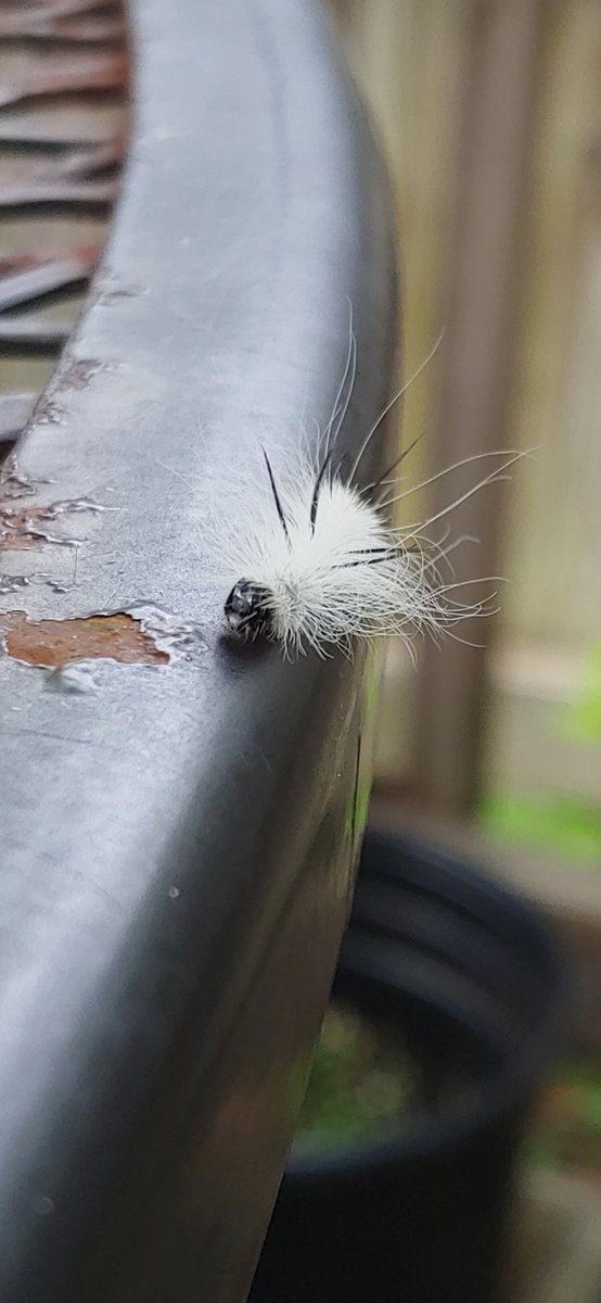 Today I met a punk-rock caterpillar.  This seems important.

#VirginiaWildlife