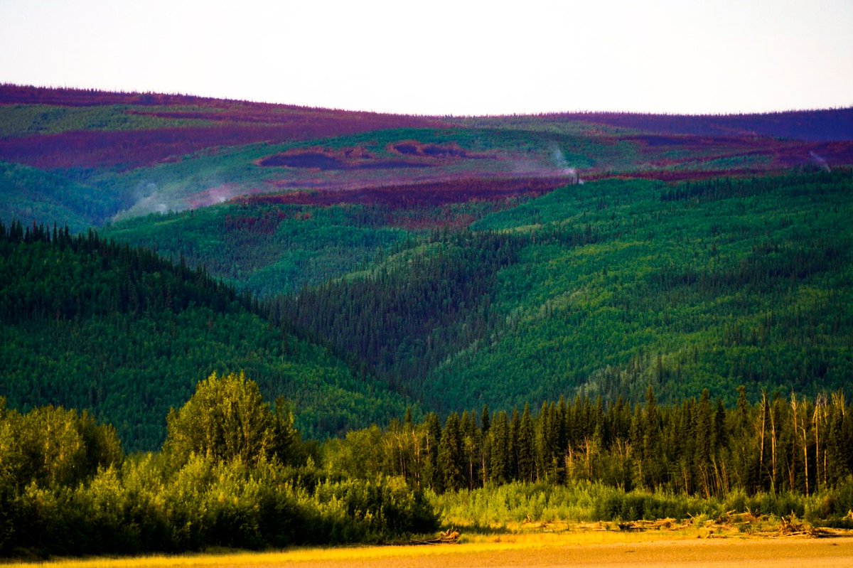 thewinterfolk's tweet photo. Back at Mcquesten, smoke plumes are popping back up overnight. I saw one at 8pm and by 7am the next morning there are several. I’ve processed this photo heavily to highlight.

The locals are now referring to this particular wildfire as a “sleeping giant”. It’s not over.

#Yukon https://t.co/DdbpZmxhsy