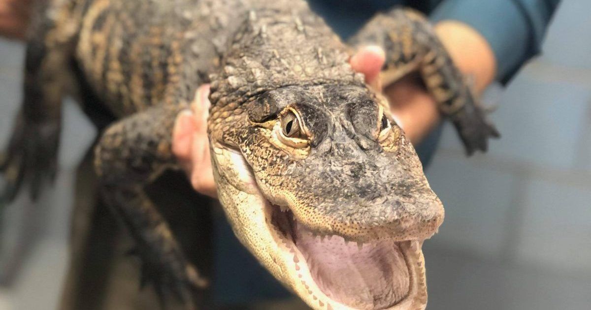 BlockClubCHI's tweet image. Chance the Snapper will be living in a "five-star resort for crocodilians" after he leaves Chicago today.
buff.ly/2JQ8N4n