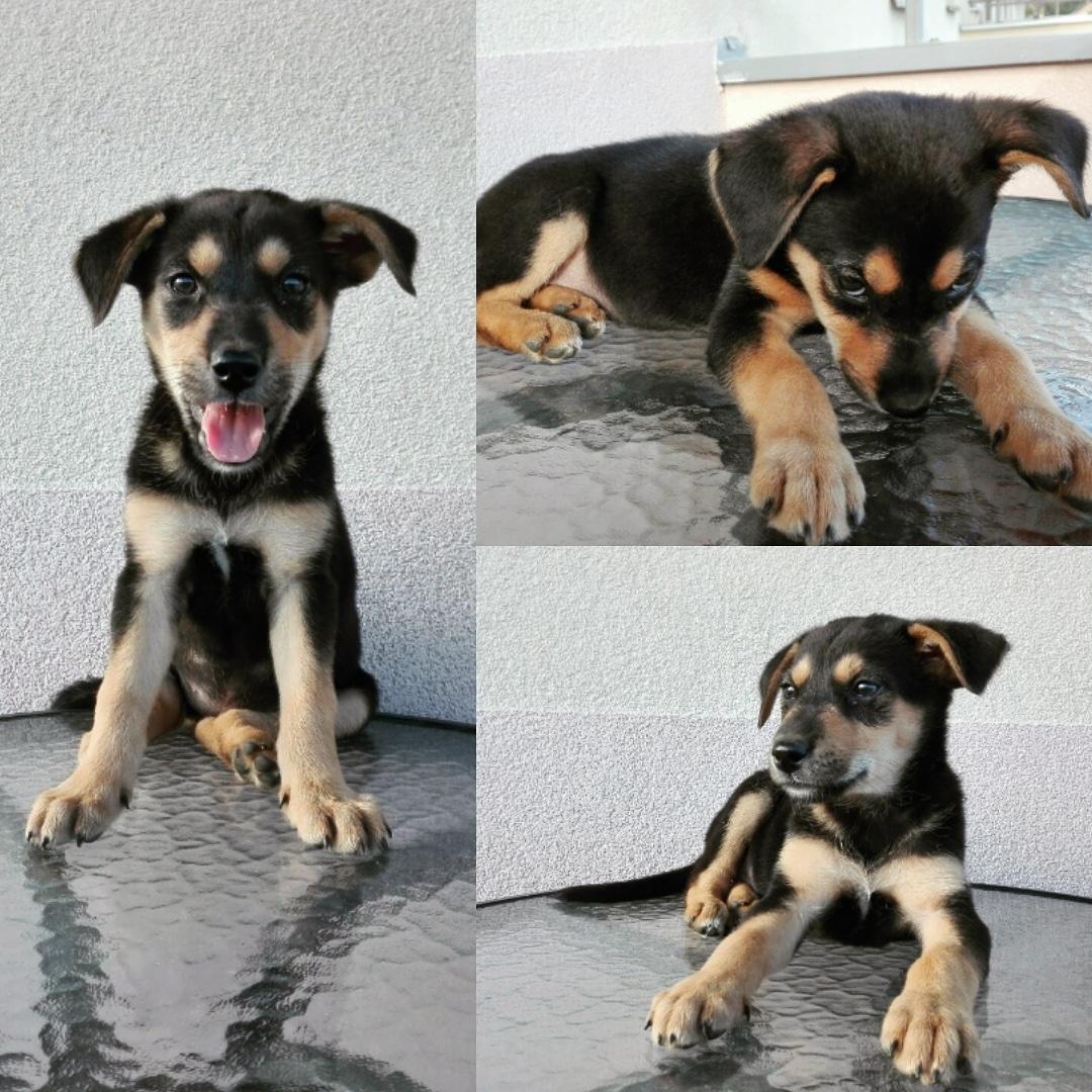 unjazasanje23's tweet photo. Drugari, ova beba je juče izbačena na ulicu jer IDIOTIMA i njihovom detetu više nije zanimljiva. 
Molim vas DELITE jer neko u njoj možda prepozna svog najboljeg prijatelja i poželi da joj pruži ljubav i topli dom 🐾❤
@LPokret https://t.co/bTjgNr0kUU