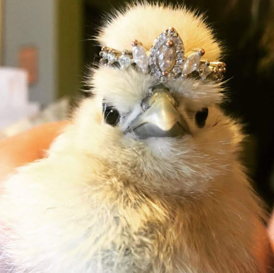 2020 WingFest 5km Fun Run tweet media