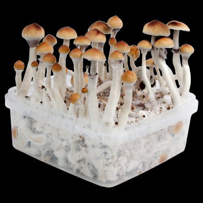 24high1's tweet photo. With our GrowKits you can grow your own Magic Mushrooms🍄 #innervisions #truffles #psychedelic #hallucinating #psilocybin #magicmushrooms #psilocin #psilocybin #shrooms #magicmush #growkits #trippin #lsd #paddos #crazylife #party #spores https://t.co/IZkt2L95i7