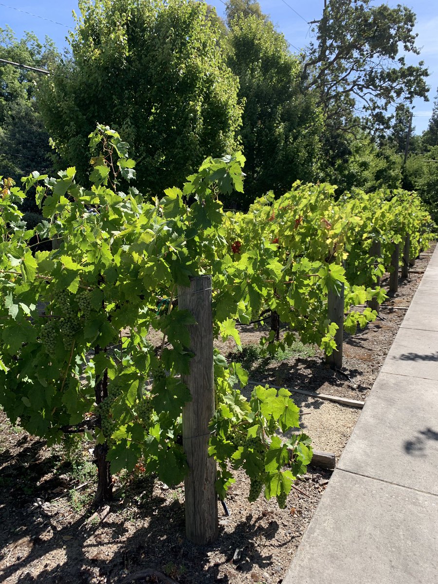singletonmyers's tweet photo. Guess who makes their own wine? The Residents living @SunriseSrLiving #VillaSonoma. https://t.co/HchejAgnIx