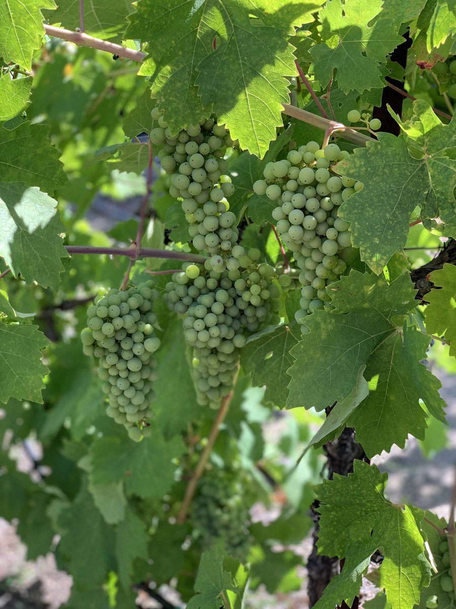 singletonmyers's tweet photo. Guess who makes their own wine? The Residents living @SunriseSrLiving #VillaSonoma. https://t.co/HchejAgnIx