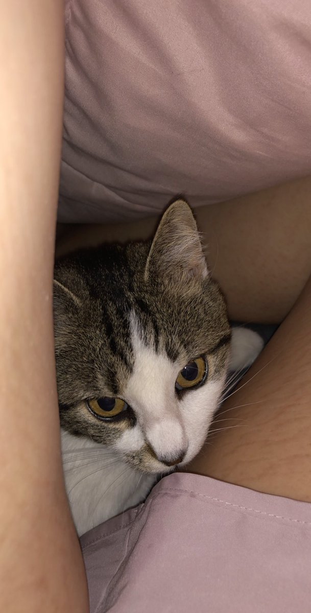 ______lexayyyyy's tweet photo. My sweet princess. i hope your catching all the mice and bunnies up there. I love you forever 🥺❤️ https://t.co/Lw9iO3of1G