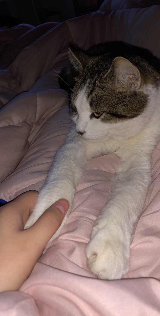 ______lexayyyyy's tweet photo. My sweet princess. i hope your catching all the mice and bunnies up there. I love you forever 🥺❤️ https://t.co/Lw9iO3of1G