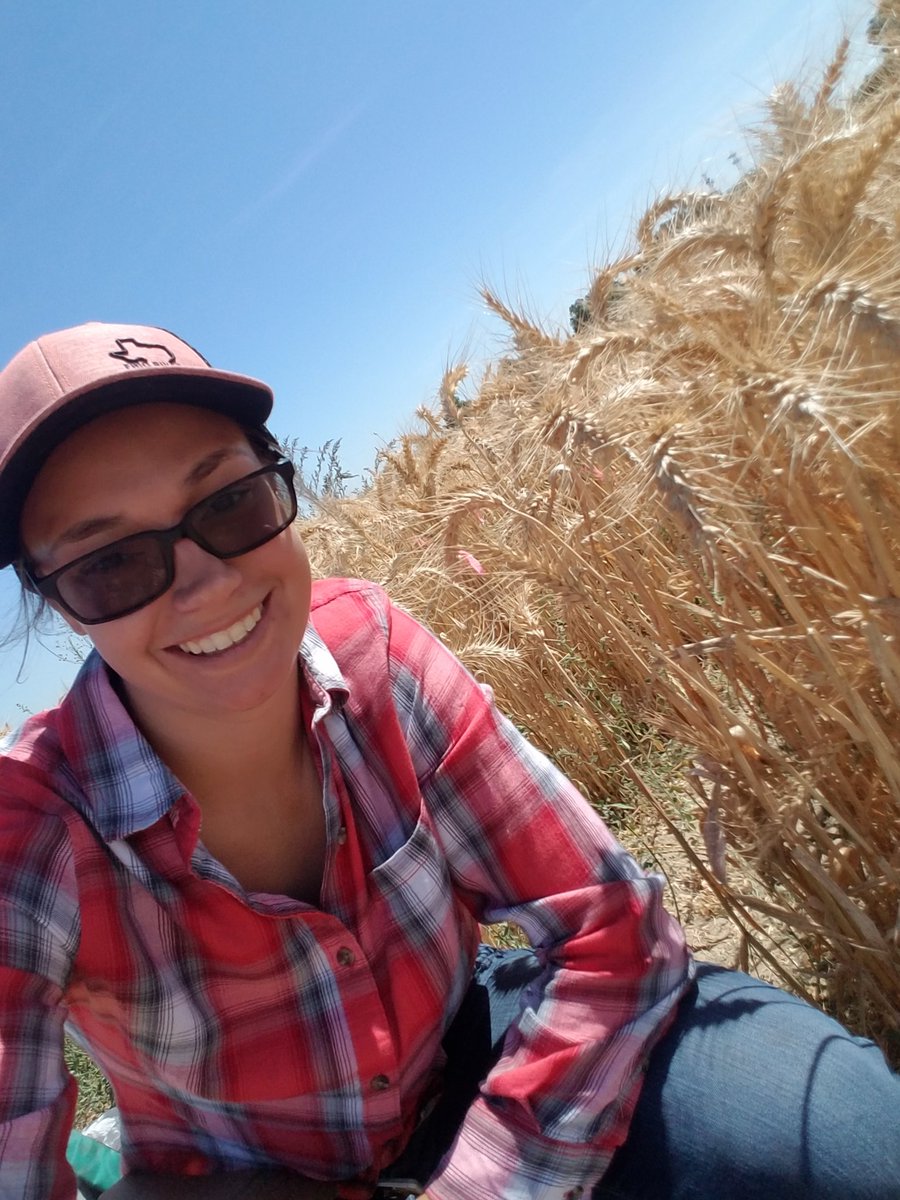 PriscillaDGlenn's tweet photo. Out #harvesting #wheat today! Being a #plant geneticist is pretty cool!
#whenimnotwriting #dayjob #writerslife #writer #WritingCommunity https://t.co/rZ461aJh6L