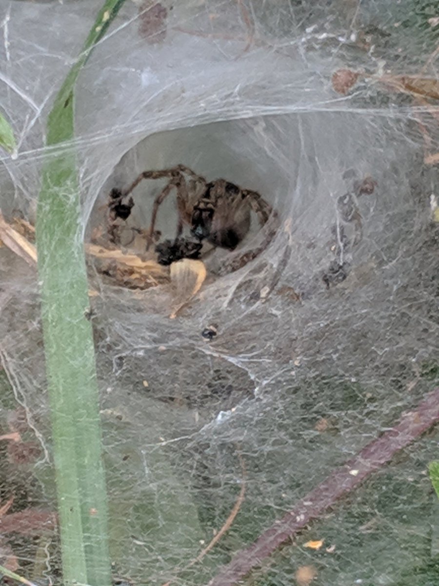 SherLodgeCott's tweet photo. What a beautiful evening for a walk. The hedgerows are buzzing and alive with butterflies, need, beetles and more! Captivating watching me spider in his intricate web... https://t.co/22pF2EHgBR