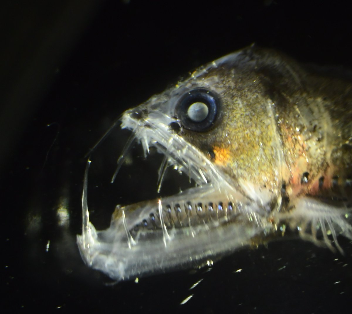 Parapriacanthus's tweet image. #Viperfish from #DEEPC in Monterey bay was collected during @MBARI_News research cruise. This shiny fish has a number of sophisticated photophores to display #bioluminescence for hunting preys and for camouflage its silhouette, aka #counterillumination.