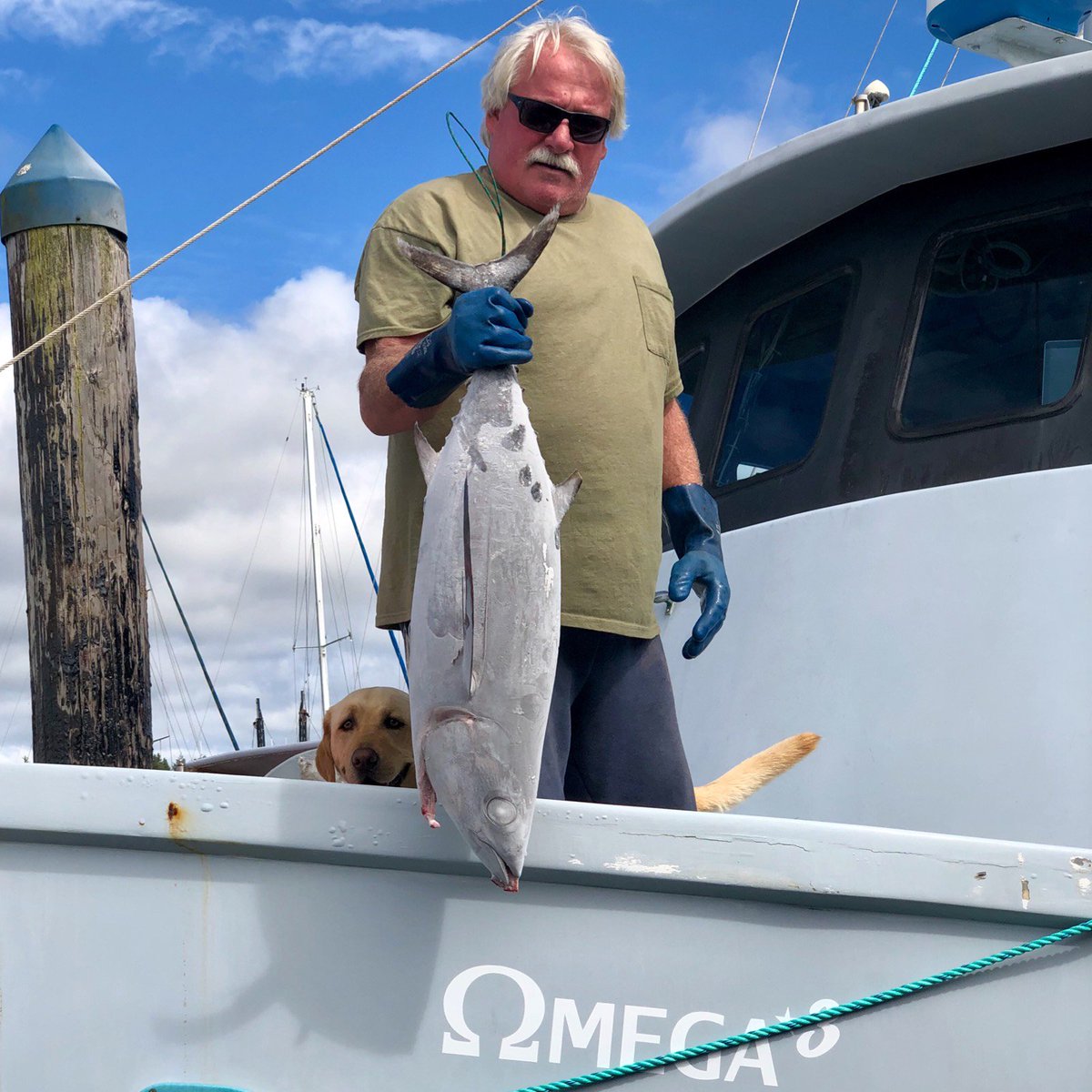 Albacore tuna has arrived in Charleston OR! Congratulations to Bill Haynes on the F/V Omega3 on bringing in the first of the catch. Sashimi grade, blast frozen at sea! #albacore #knowyourfish #knowyourfisherman #sustainablefish #eatbetterfish #charlestonoregon #sea2table