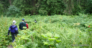 RivershedBC's tweet photo. #FraserFEST
Tours: #GoatRiver Hike & #Trail Clearing, Crescent Spur- Sat July 27th
#FraserHeadwatersAlliance will be leading the walk. It’s a full day of walking, with the reward of a nice set of pools to swim in when they reach North Star Creek. https://t.co/y1gdZaDlKy #HikeBC https://t.co/MtJqk4yZ2C