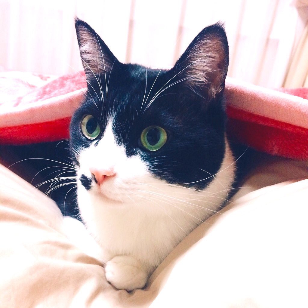lichelle_nyaaa's tweet photo. 少しでもどなたかが和みますように。

#TLに猫を流す https://t.co/z5ndQhQ59V
