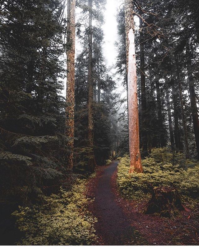 In the end we only regret the chances we didn’t take 
Love the mood and vibes of these 🌲 forest wanderings from @zackkcore 
#LiveLevel #forest #woods #nofear #noregrets #🌲 #weliveexplore #folkscenery #agameoftones #artofvisuals #ourplanetdaily #naked… ift.tt/2SnXWm6