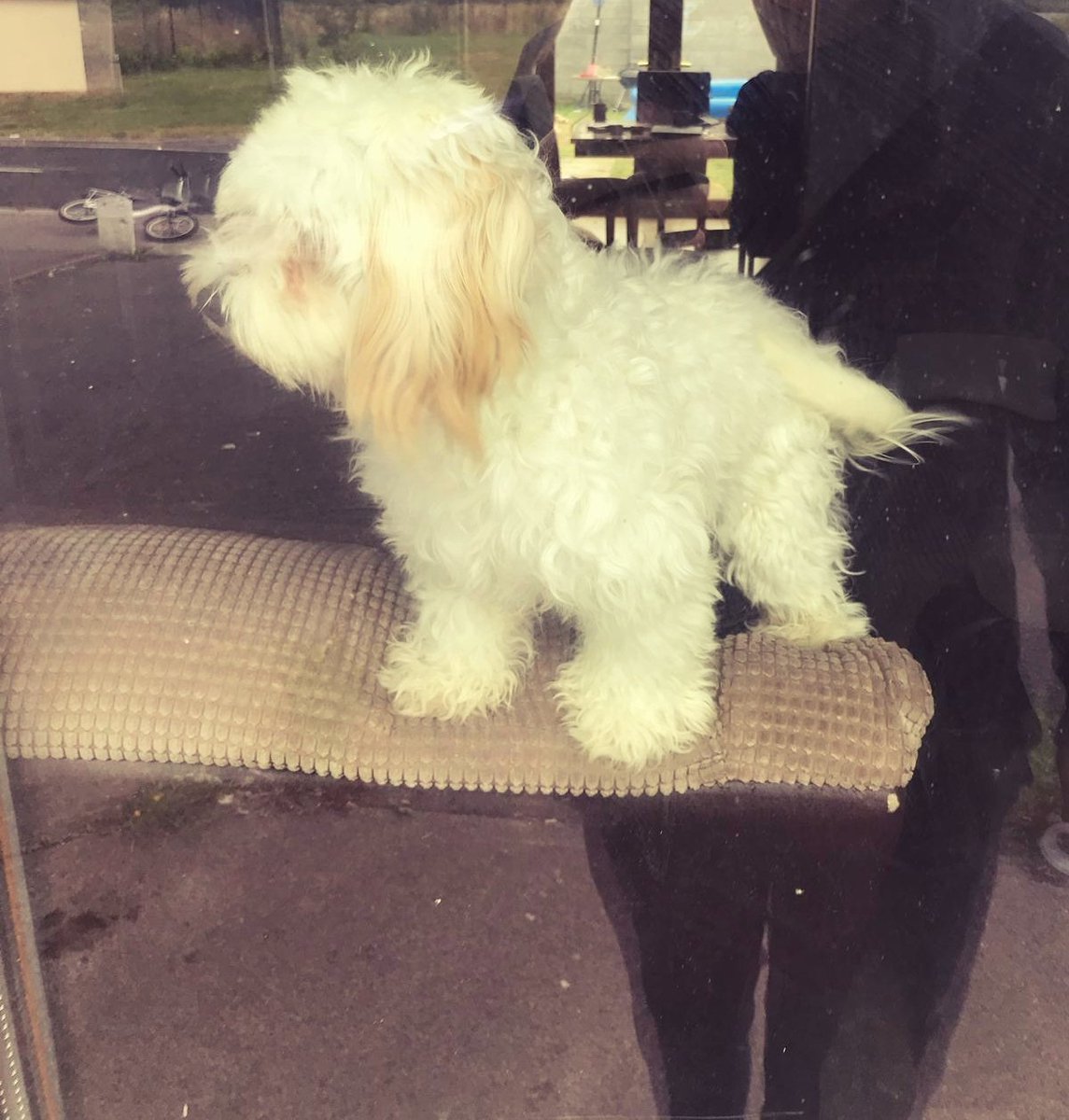 My hoomans had such a busy day! But i was so happy when i could see them coming home through the window! 🐶🐶🐶

#Nuglife