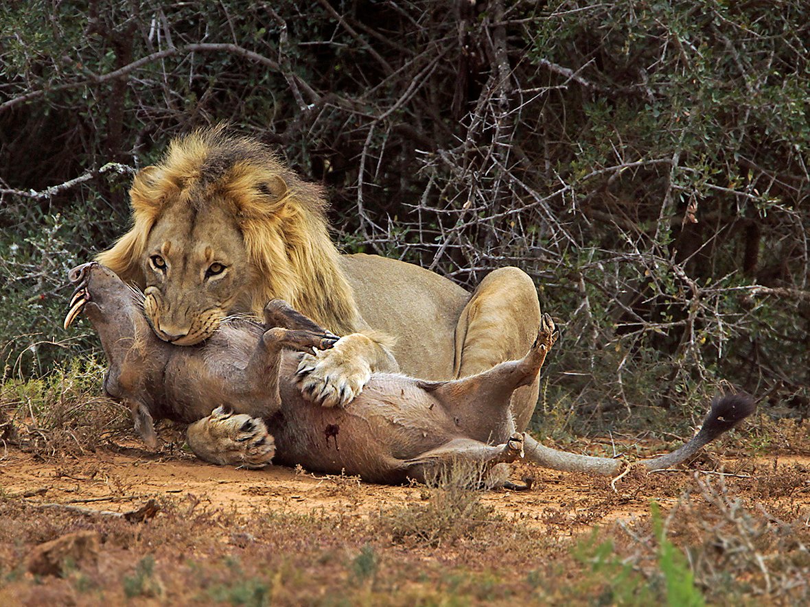 Critics Praise New ‘Lion King’ Movie For Realistic Animation Of Simba Devouring Timon And Pumbaa

thenoser.com/article/Critic…