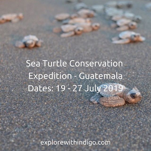 exploreindigo's tweet photo. Starting tomorrow, Indigo Expeditions first ever Sea Turtles of el Banco expedition!! Can’t wait for this one!!
.
.
.
#explorewithindigo
#indigoexpeditions
#conservationoptimism
#wildlifeconservation
#marineconservation
#seaturtles
#turtlesofinstagram
… https://t.co/KMdqm2D3Ly https://t.co/znzKyU12JQ