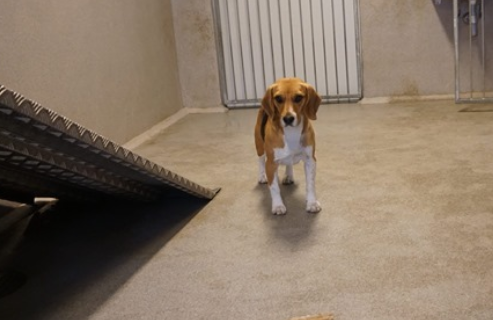PETITION / Stop the construction of a new megalab in #Sweden . Dogs, cats, monkeys, goats, pigs, horses, sheep and cows will be the #Victims of gruesome #testing . SIGN NOW djurrattsalliansen.se/skriv-under/ (photo djurrattsalliansen.se)