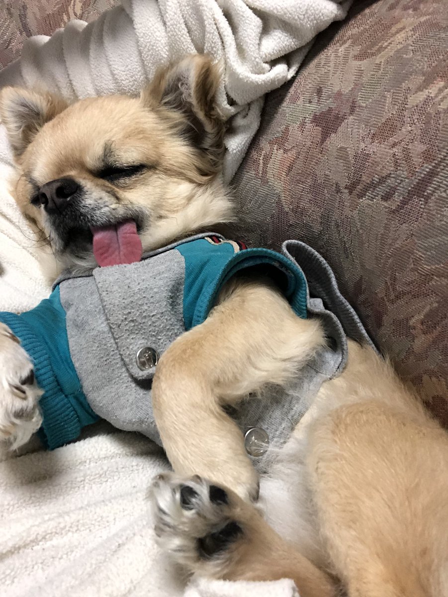 ケツコイン(JK20) tweet media