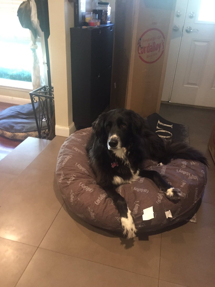 tuffies dog beds amazon