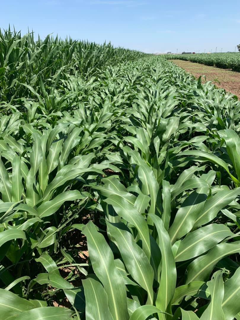 sorghumseed's tweet image. Our new Hybrid Silage Sorghum next to corn silage. #digestibility #animalnutrition
