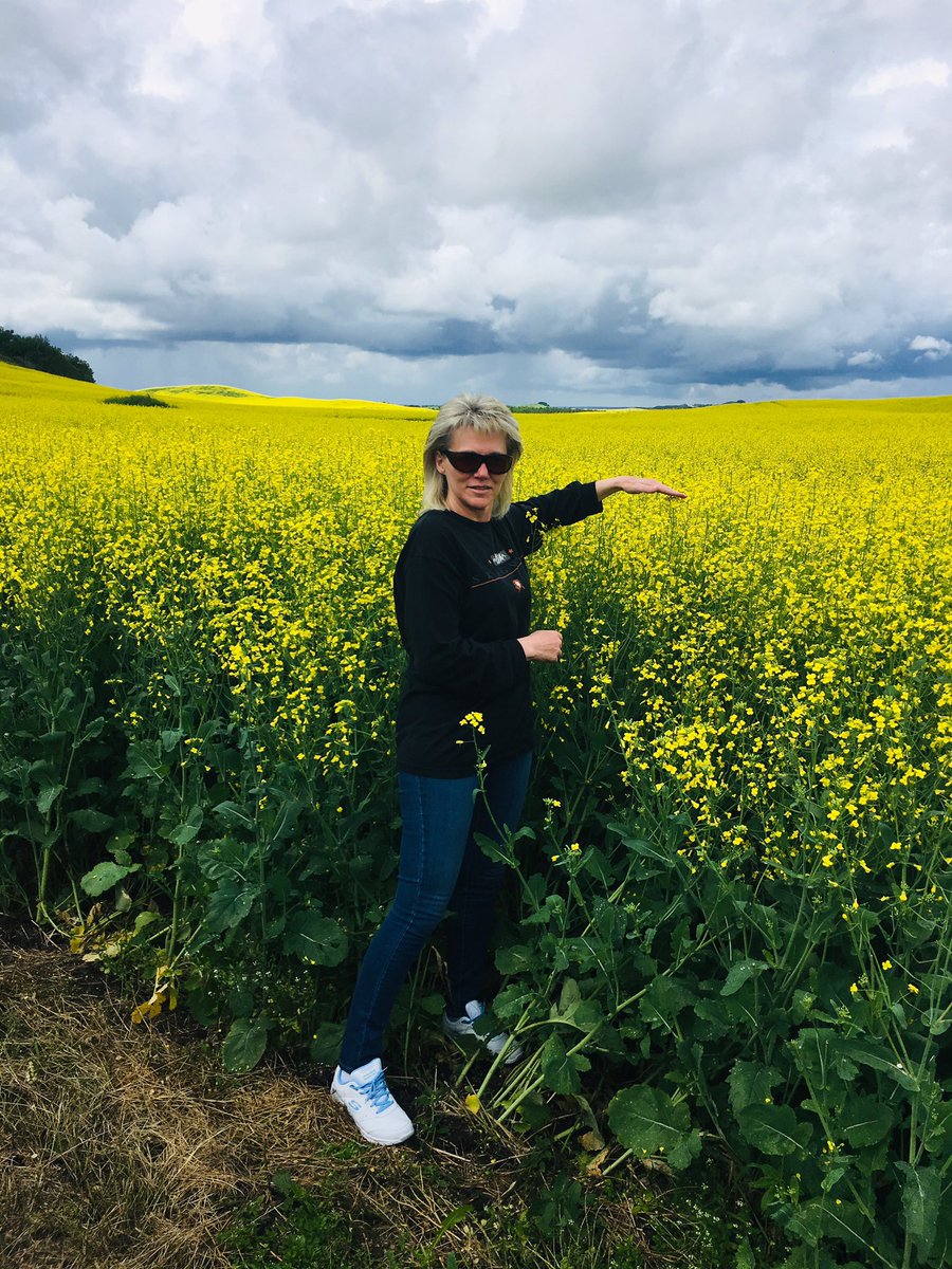 smlk4's tweet photo. #L234PC is pretty tall on this field.  So far so good 😊 #canola #WestCdnAg #AgTwitter https://t.co/rI2tVXjyur